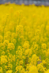 Obraz premium 菜の花の壁紙