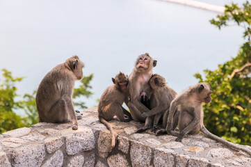 long-tailed macaques