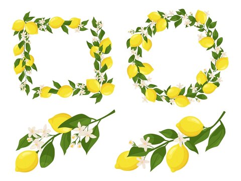Flowering lemon branches. Branch frame with lemons, leaves and blossom flowers vector set