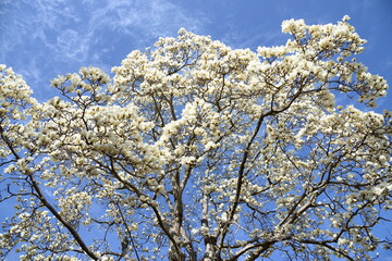 青空を背景に、満開の花を咲かせているハクモクレン