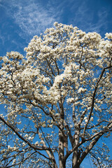 青空を背景に、満開の花を咲かせているハクモクレン