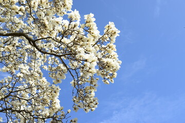 青空を背景に、満開の花を咲かせているハクモクレン