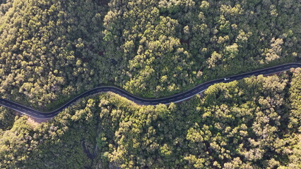Top view of the curvy road across the green forest. Green forest on Madeira - 499245799