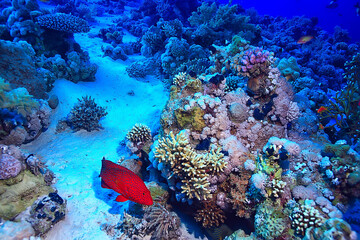 tropical sea underwater background diving ocean