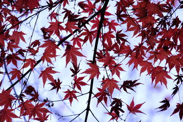red maple leaves