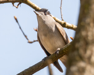 Mönchsgrasmücke im Baum