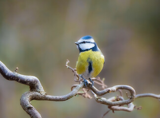 Blaumeise (Cyanistes caeruleus, Syn.: Parus caeruleus)
