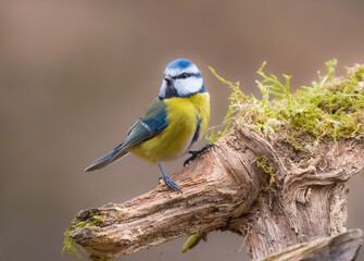 Blaumeise (Cyanistes caeruleus, Syn.: Parus caeruleus)
