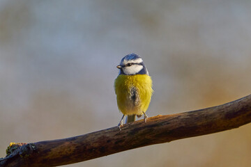 Blaumeise (Cyanistes caeruleus, Syn.: Parus caeruleus)
