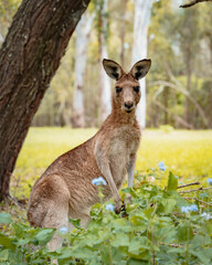 Fototapeta premium Wildlife Kangaroo