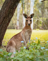 Wildlife Kangaroo