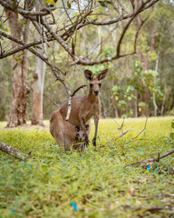 Naklejka na ściany i meble Wildlife Kangaroo