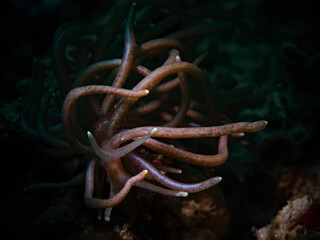 Yellow-tipped phyllodesmium (Phyllodesmium briareum)