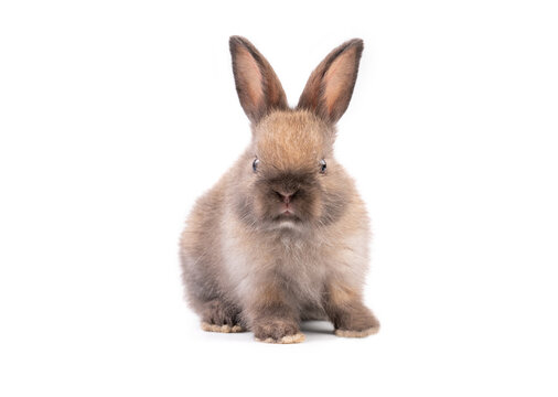 Adorable baby easter brown rabbit isolated on white background. Lovely action of young bunny rabbit. Cute pet 2 months. Looking at camera and sniffing.