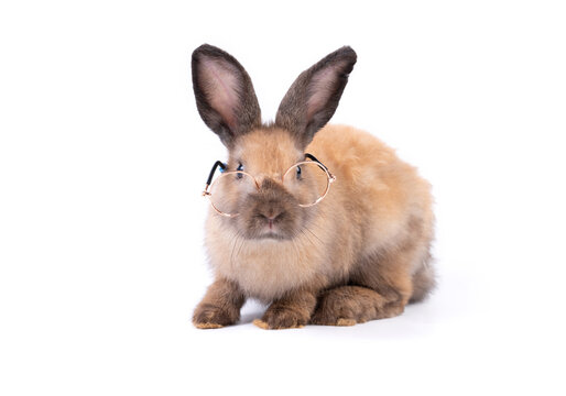 Adorable baby easter brown rabbit isolated on white background. Wearing glasses and looking at camera. Lovely action of young bunny rabbit. Cute pet 2 months.
