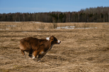 Running dog side view. Puppy of Australian Shepherd red tricolor runs through field with dry grass. Aussie is beautiful active energetic and young .
