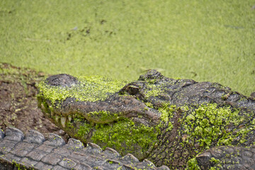 a crocodile in the zoo