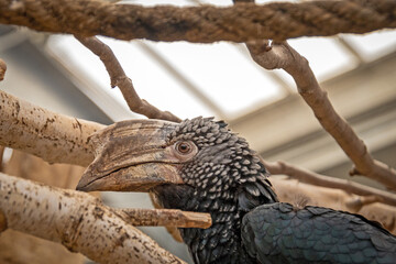 portrait of a hornbill in an animal park