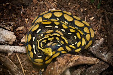 close up of a yellow anaconda snake