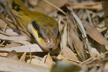 portrait of a yellow anaconda snake
