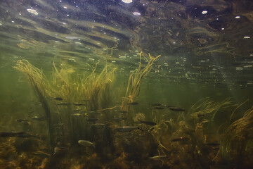flock of small fish underwater, freshwater bleak fish anchovy seascape