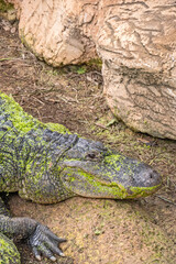a crocodile in the zoo