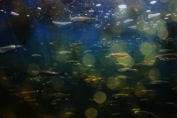 flock of small fish underwater, freshwater bleak fish anchovy seascape