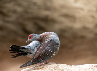 guinea dove resting on a stone looking behind her
