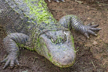 a crocodile in the zoo