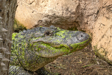a crocodile in the zoo