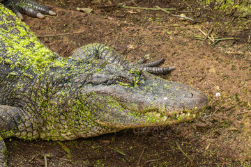 a crocodile in the zoo
