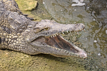 a crocodile in the zoo