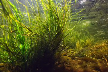 green algae underwater in the river landscape riverscape, ecology nature