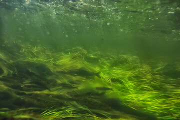 green algae underwater in the river landscape riverscape, ecology nature