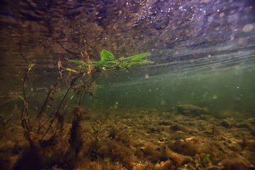 green algae underwater in the river landscape riverscape, ecology nature