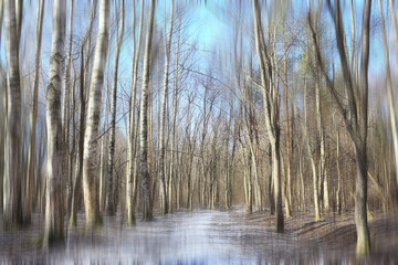 forest spring blurred background blue, abstract view in park nature seasonal