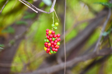 Tinospora cordifolia fruit, Heart-leaved moonseed fruits. herb.