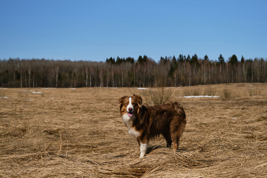 Aussie red tricolor with a cropped tail has fun walking and posing. Australian Shepherd puppy stands in field with yellow dry grass against clear blue sky and smiles.