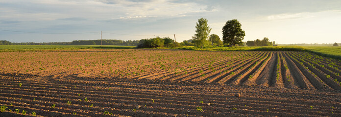 Plowed agricultural field after irrigation, tractor tracks, soil texture close-up. Rural scene. Farm and food industry, alternative energy and production, environmental conservation theme