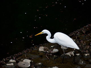 A great egret  on the river side