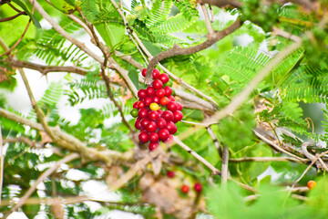 Tinospora cordifolia fruit, Heart-leaved moonseed fruits. herb.