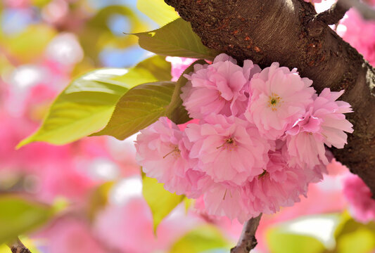 Close up Yae sakura cherry blossoms