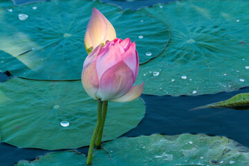 pink lotus flower - 499249517