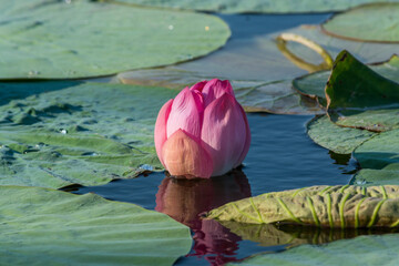 pink water lily - 499249539