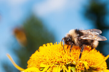 Bumblebee feeding nectar and pollinating Heartleaf oxeye (Telekia speciosa), yellow blooming perennial flower in the garden.