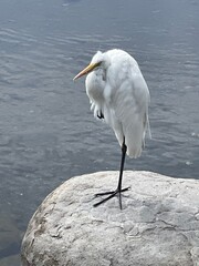 great heron