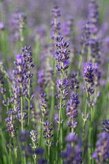Provence - lavender field