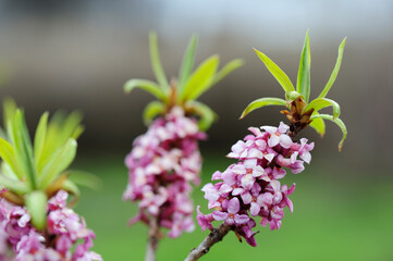 Daphne mezereum, commonly known as mezereon, branch with pink flowers against blurred background in...