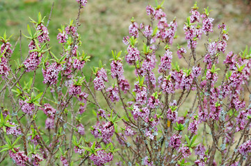 Daphne mezereum, commonly known as mezereon, branches with pink flowers against blurred background...