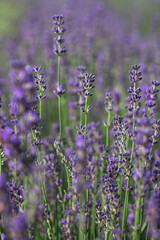 Provence - lavender field